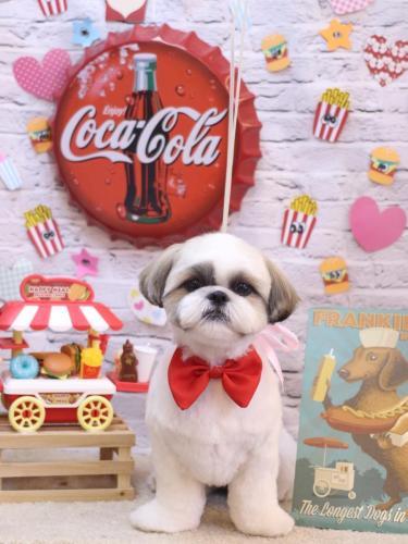 20230918みたらしちゃん